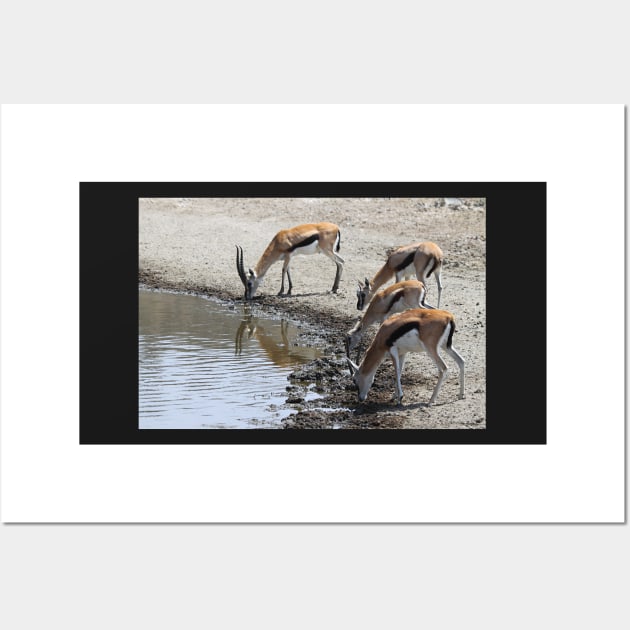 Thomson's Gazelles drinking, Serengeti, Tanzania. Wall Art by Carole-Anne